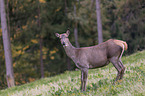 standing Red Deer