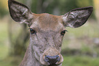 Red Deer portrait