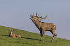 Red Deers
