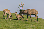 Red Deers