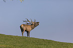standing Red Deer
