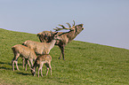 Red Deers