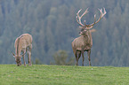 standing Red Deers