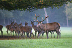 red deer