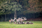 red deer