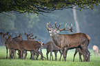 red deer