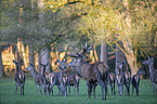 red deer