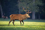 red deer