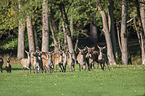 red deer