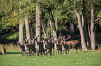 red deer