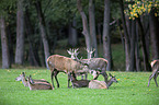red deer