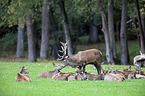 red deer