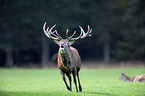 red deer