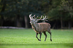 red deer