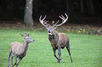 red deer