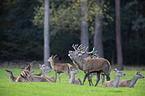 red deer