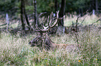 red deer