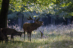 red deer