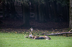 red deer