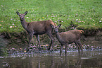 red deer