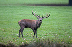 red deer