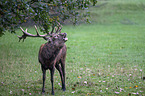 red deer