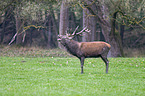 red deer
