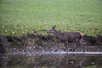 red deer