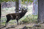 red deer