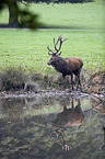 red deer