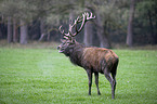 red deer