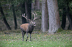 red deer