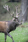 red deer