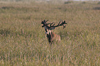 red deer