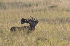 red deer