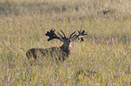 red deer
