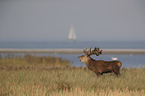 red deer