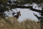 stag