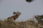 stag