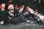 stag