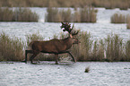 stag