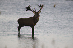 stag