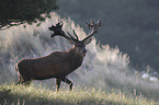 stag