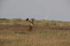 stag