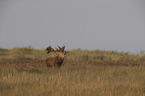 stag