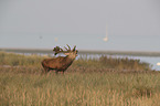 stag