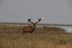 stag
