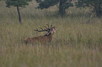 Stag