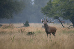 Stag