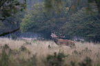 Stag